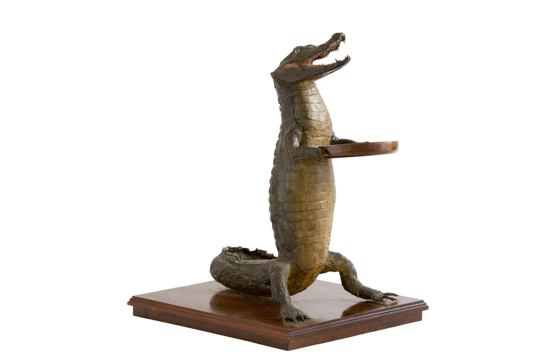THE AYNHOE PARK COLLECTION 19th Century Taxidermy Crocodile Waiter