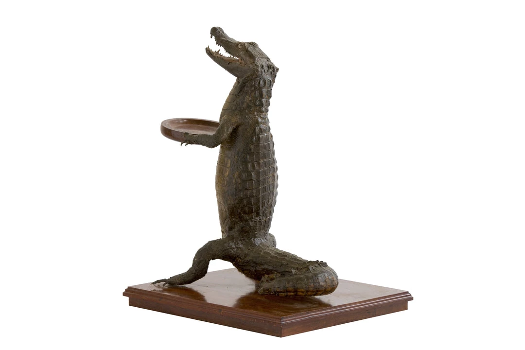 THE AYNHOE PARK COLLECTION 19th Century Taxidermy Crocodile Waiter