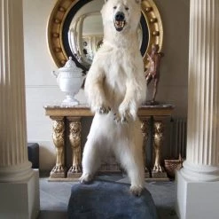 A Modern Grand Tour Taxidermy Full Size Polar Bear On Rock Mount