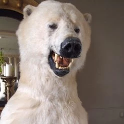 A Modern Grand Tour Taxidermy Full Size Polar Bear On Rock Mount 10 A Modern Grand Tour Taxidermy Full Size Polar Bear On Rock Mount