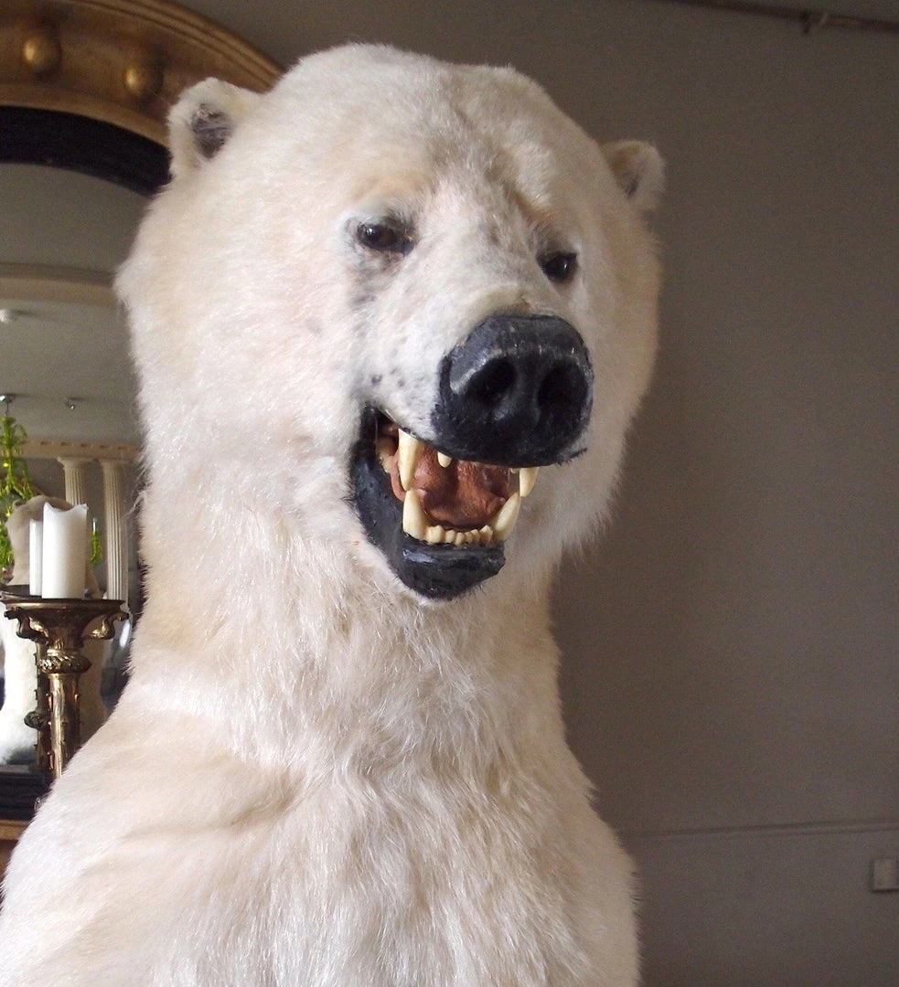 A Modern Grand Tour Taxidermy Full Size Polar Bear On Rock Mount 4 A Modern Grand Tour Taxidermy Full Size Polar Bear On Rock Mount