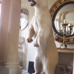 A Modern Grand Tour Taxidermy Full Size Polar Bear On Rock Mount 12 A Modern Grand Tour Taxidermy Full Size Polar Bear On Rock Mount