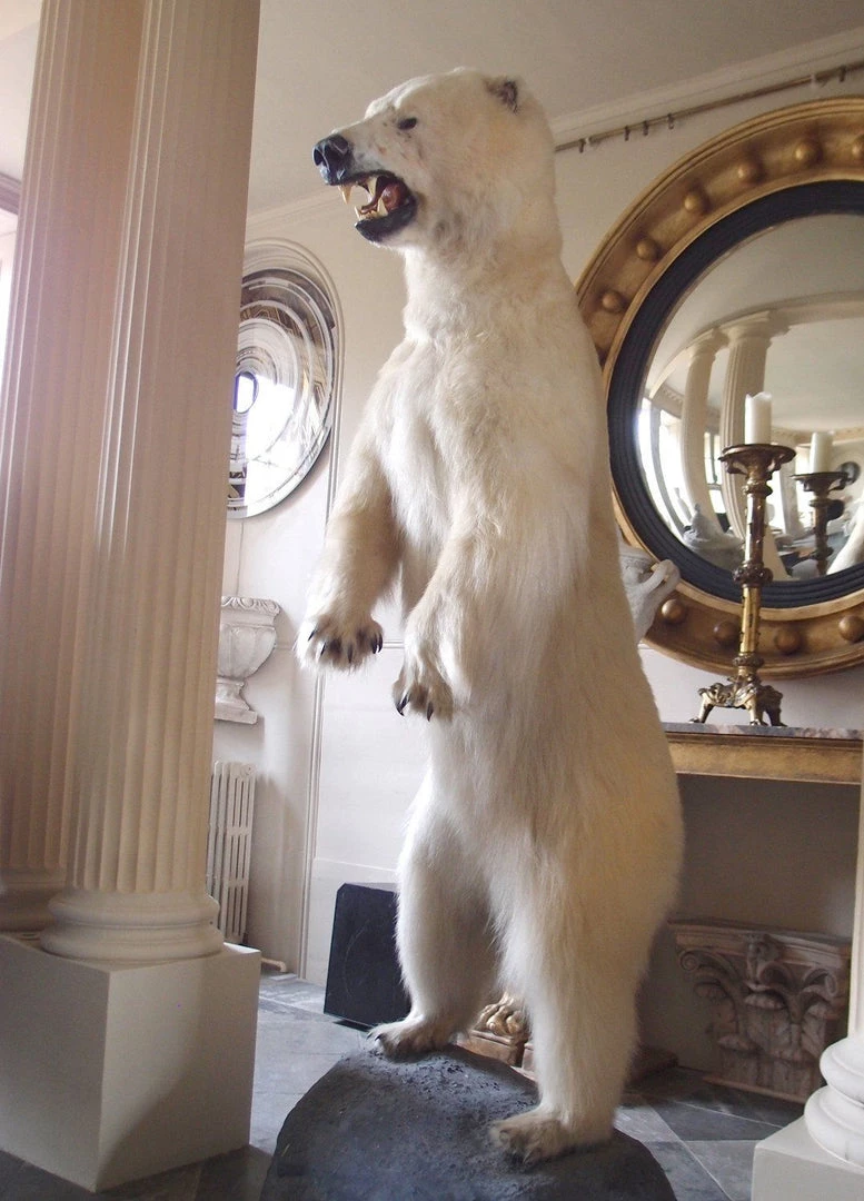 A Modern Grand Tour Taxidermy Full Size Polar Bear On Rock Mount 6 A Modern Grand Tour Taxidermy Full Size Polar Bear On Rock Mount
