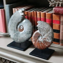 A Modern Grand Tour Cleoniceras Polished Ammonites Large