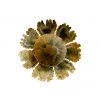 A Modern Grand Tour Small Aynhoe Sunflower Wall Light