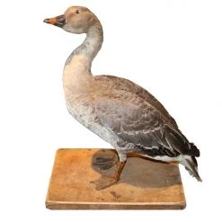 THE AYNHOE PARK COLLECTION Curiosities Taxidermy Study Of A Grey Goose