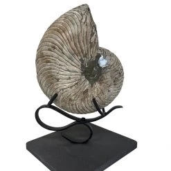 A Modern Grand Tour Cymatoceras Nautiloid Ammonite Curiosities