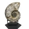 A Modern Grand Tour Douvilleiceras Ammonite