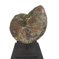 A Modern Grand Tour Curiosities Cymatoceras Nautiloid Ammonite