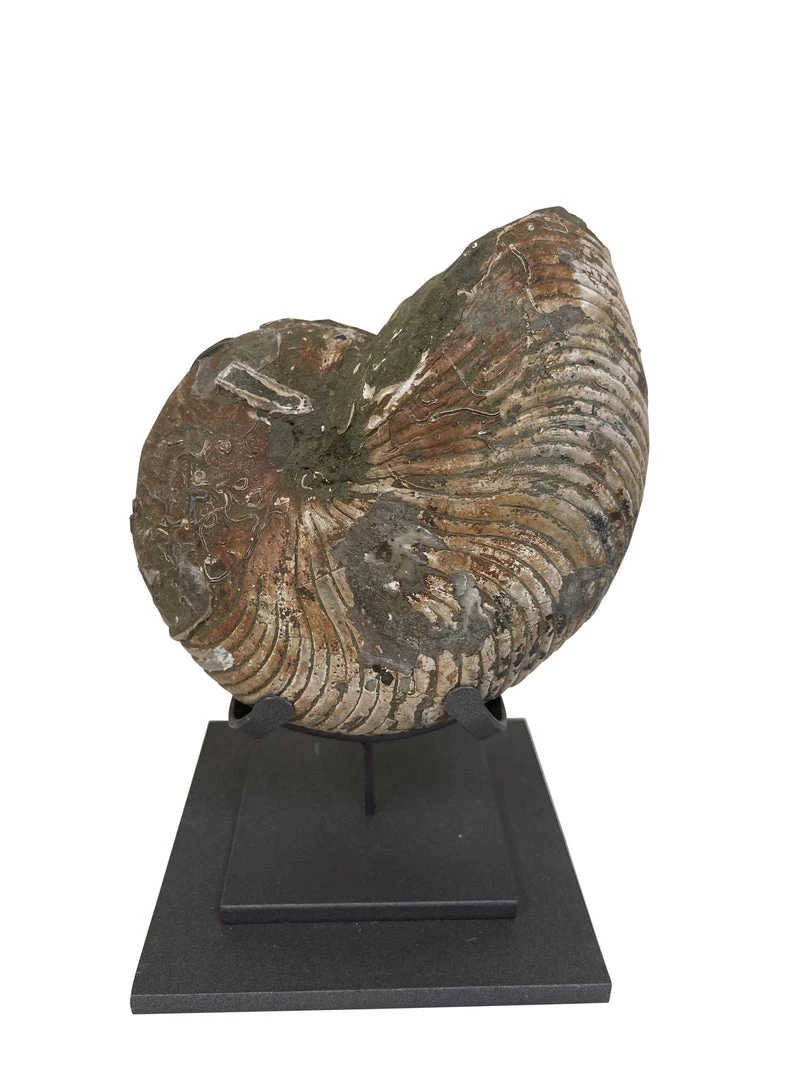 A Modern Grand Tour Curiosities Cymatoceras Nautiloid Ammonite 3 A Modern Grand Tour Curiosities Cymatoceras Nautiloid Ammonite