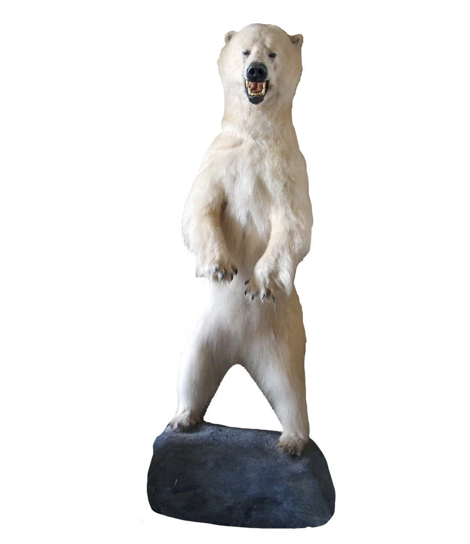 A Modern Grand Tour Taxidermy Full Size Polar Bear On Rock Mount 2 A Modern Grand Tour Taxidermy Full Size Polar Bear On Rock Mount