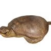 A Modern Grand Tour Antique Taxidermy Sea Turtle