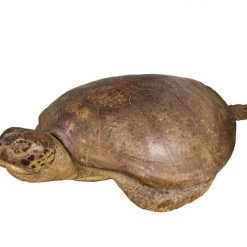 A Modern Grand Tour Antique Taxidermy Sea Turtle