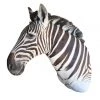 A Modern Grand Tour A 21st Century Taxidermy Burchell's Zebra Shoulder